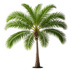 Fototapeta premium Isolated lush palm tree with green fronds and a brown trunk