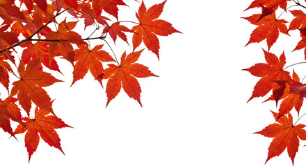 Detailed vibrant red maple leaves in autumn season display.