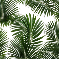 Obraz premium Tropical palm fronds with vibrant green leaves against a black background