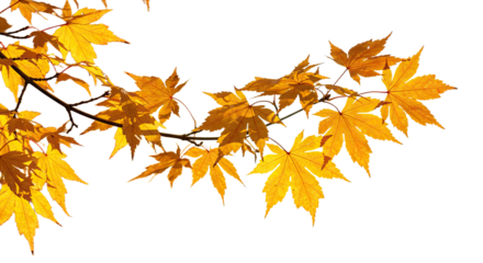 Golden autumn maple leaves detailed on a branch against white.