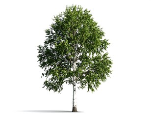Isolated birch tree against white background.  Green leaves, white bark