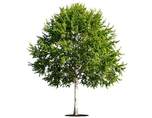 Isolated birch tree with vibrant green foliage