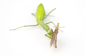 Praying mantis hunting and capturing a moth in a natural setting