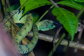 Bornean Keeled Pit Viper (Tropidolaemus subannulatus) in its rainforest habitat at night.