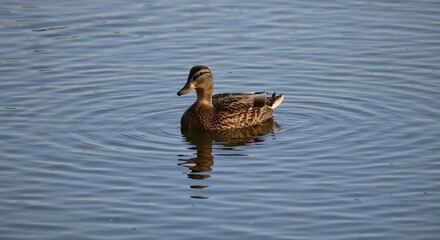 Duck swimming calmly on water creating ripples daytime nature photography