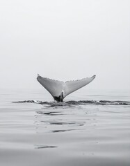 Fototapeta premium Whale's tail rising from calm ocean, grayscale