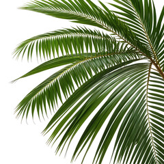 Fototapeta premium Lush, green palm fronds against a black background, close-up