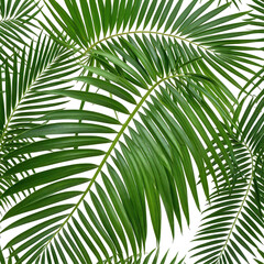 Obraz premium Lush tropical green palm leaves, close-up view with intricate textures