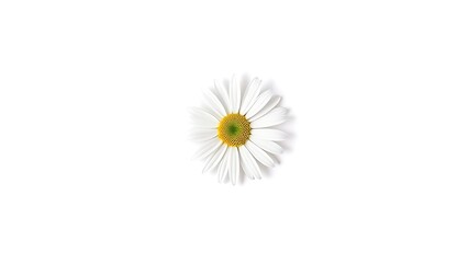 A fresh daisy stands centered on a white backdrop, highlighting its delicate petals.