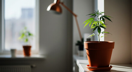 Homegrown Cannabis Plant in a Sunlit Pot Indoors