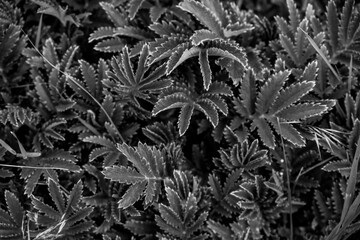 Black and White of Woolly Cinquefoil Plant