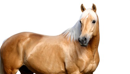 Fototapeta premium Light golden horse portrait against white background