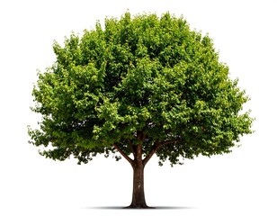 Isolated vibrant green tree against white background