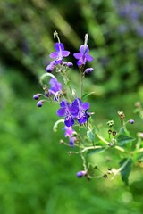 Blue mist spiraea (Tripora divaricata) flowers. Lamiaceae perennial plants. From August to September, they produce blue-purple buds and cool-looking flowers.