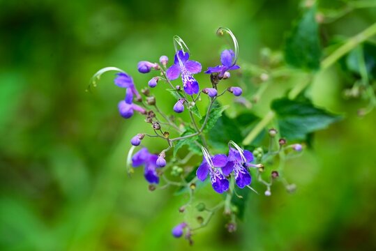 Blue mist spiraea (Tripora divaricata) flowers. Lamiaceae perennial plants. From August to September, they produce blue-purple buds and cool-looking flowers.