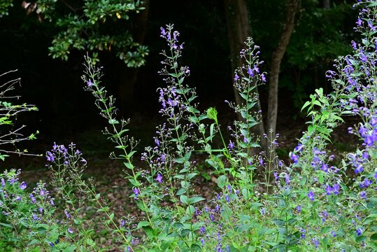 Blue mist spiraea (Tripora divaricata) flowers. Lamiaceae perennial plants. From August to September, they produce blue-purple buds and cool-looking flowers.