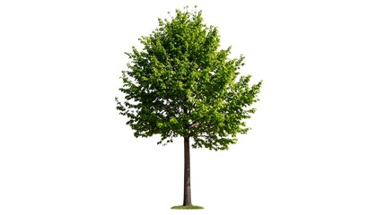 Isolated young deciduous tree