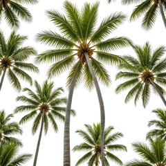 Tropical palm trees against a black background, leaves visible