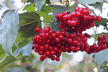 Branch of red viburnum berries with green leaves in the garden. Bright fruits hanging on shrub in summer or autumn season. Perfect for postcards, prints, food themes, or decorative projects.