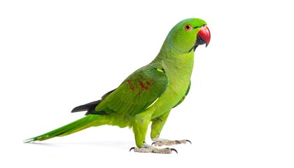 Green parrot profile view
