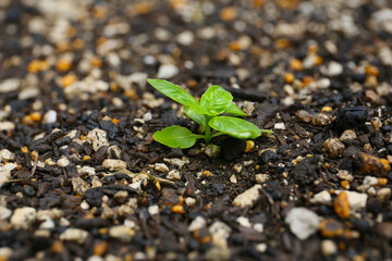 basil plant growing in a garden, sunny day