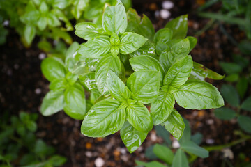basil plant growing in a garden, sunny day