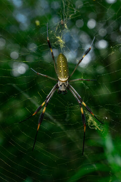 Ara&ntilde;a platanera, ara&ntilde;a bananera.