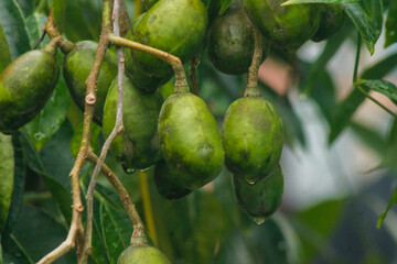 Green Ambarella fruit hanging on the tree	
