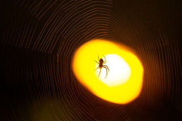 Spider weaving a complex web against a bright background during sunset