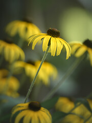 A cluster of vibrant yellow flowers stands tall in a lush garden. Their petals gently sway in the warm summer breeze, creating a cheerful atmosphere filled with life.