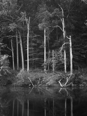 Tall, bare trees rise beside a still lake, their reflections creating a striking contrast against the dark forest backdrop during twilight hours.