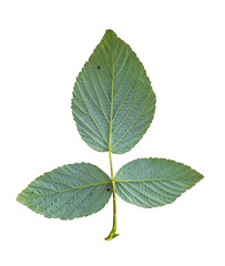 Detailed view of a green leaf with unique structure and texture