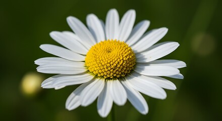 Fototapeta premium Close up of a single daisy flower with white petals and a yellow center