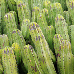 Dense group of tall spiky cacti