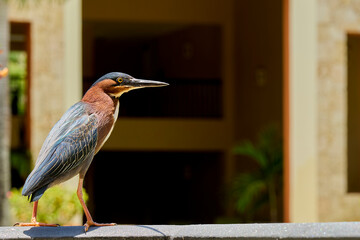 A tropical bird with a long beak.