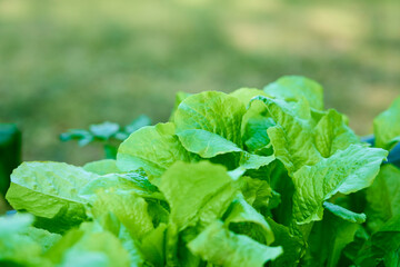 Lettuce leaves in a garden with a blurred background.