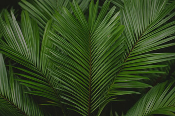 Fototapeta premium Close up of lush palm fronds with vibrant green leaves, fine ribbing and natural shadows creating tropical texture, depth, and a serene leafy presence.