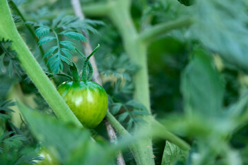 A green unripe tomato on a branch.