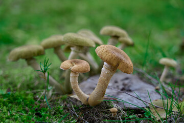 Honey mushrooms against the background of green grass.