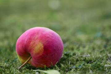 A ripe apple on the grass up close.