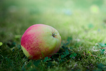 A ripe apple on the grass up close.