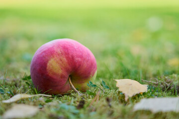 A ripe apple on the grass up close.