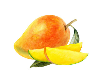 Watercolor collection of mango fruits isolated on white background
