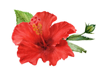 Watercolor Realistic Hibiscus Flowers Illustration, Tropical Botanical Collection