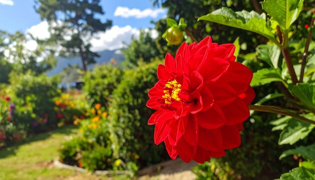 Vibrant Red Dahlia in Garden.