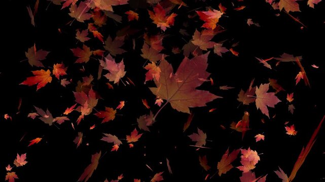 Autumn seasonal background animation, red maple leaves falling