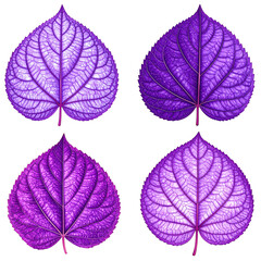 Obraz premium Four vibrant purple leaves display intricate venation patterns isolated on a transparent background.