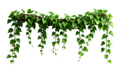 A detailed image showcases a cascading arrangement of vibrant green leaves on trailing vines isolated on a transparent background.