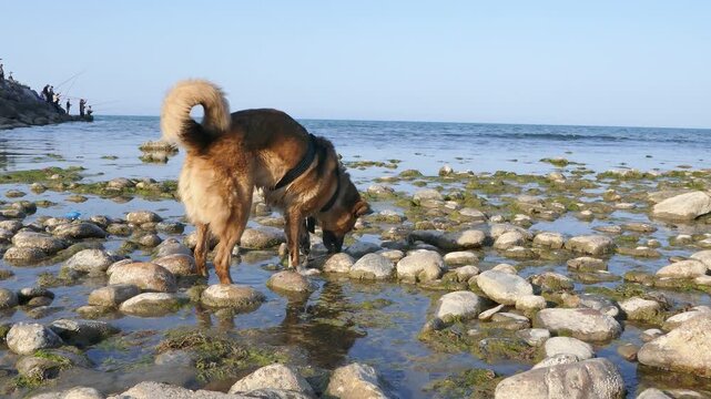 A wet dog splashes through the shallow waves at the seaside, creating water droplets and reflection on the wet sand. Energetic motion and joyful play captured in daylight.