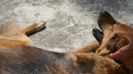 A calm dog lying on the ground while a hand gently pets its belly. The scene conveys relaxation, trust, and the bond between humans and animals in a simple everyday moment.